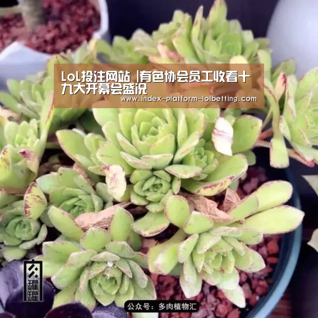 LoL投注网站 |有色协会员工收看十九大开幕会盛况(图3) 2026年最佳英雄联盟投注网站